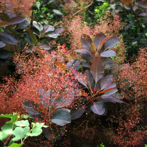 Cotinus