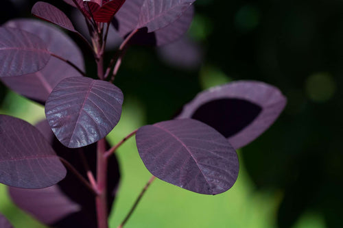 Arbre à perruques (Cotinus coggygria Royal Purple)