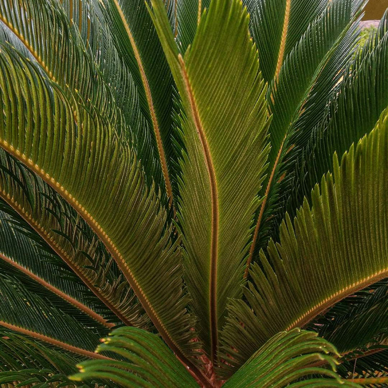 Cycas du Japon (Cycas Revoluta)