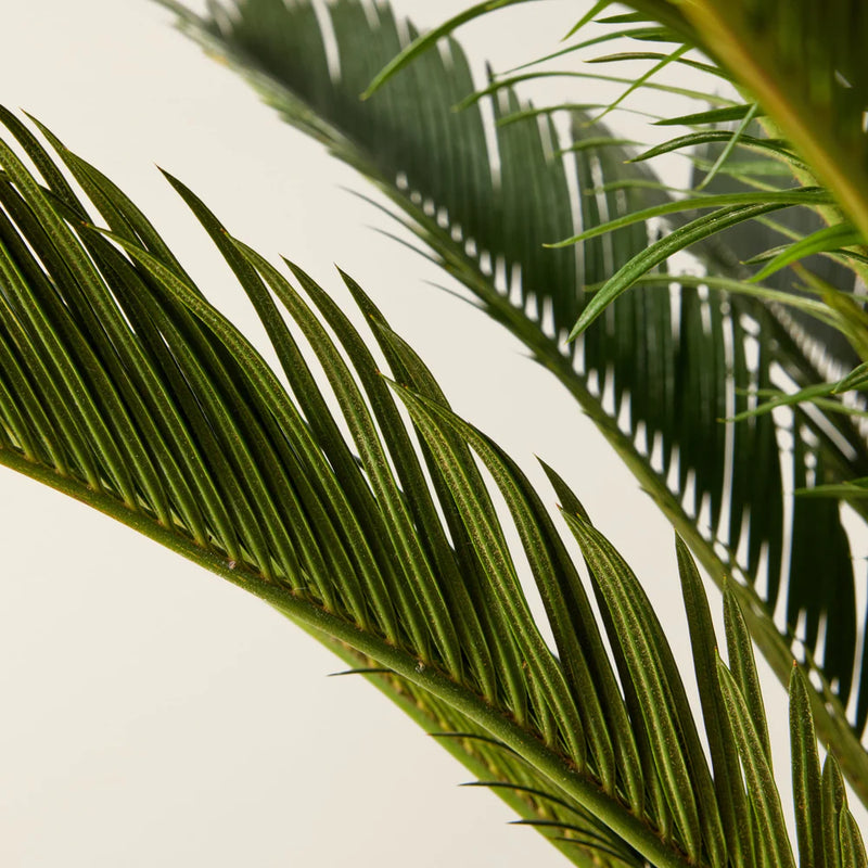 Cycas du Japon (Cycas Revoluta)