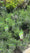 Image to render