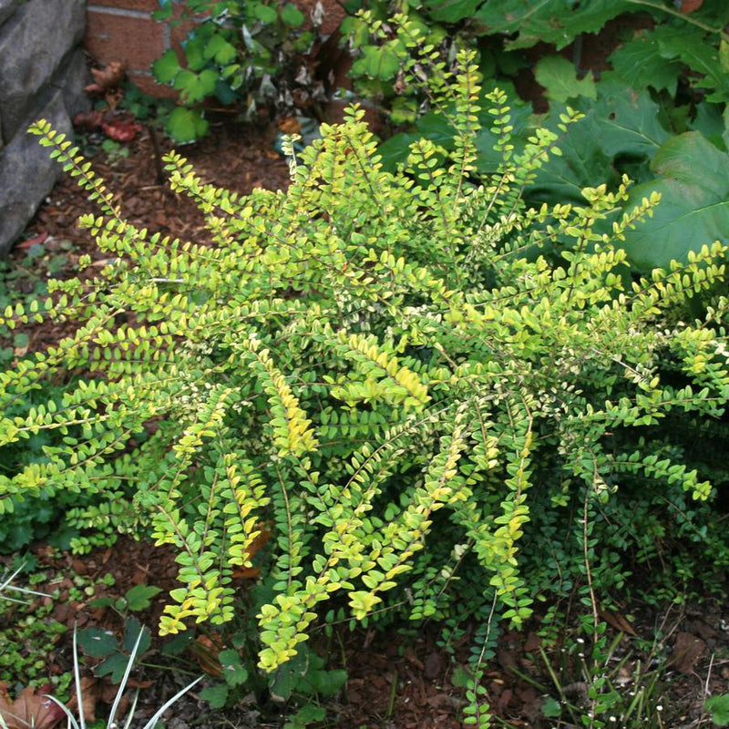 Chèvrefeuille arbustif (Lonicera Nitida)