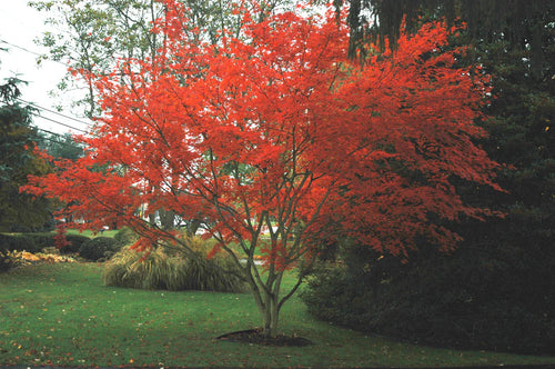 Acer Palmatum Trompenburg