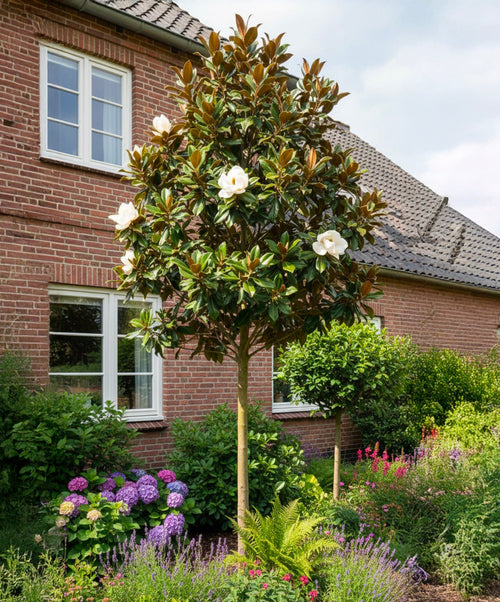 Magnolia Grandiflora en tige