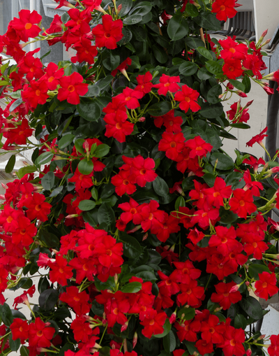 Dipladénia (Mandevilla)