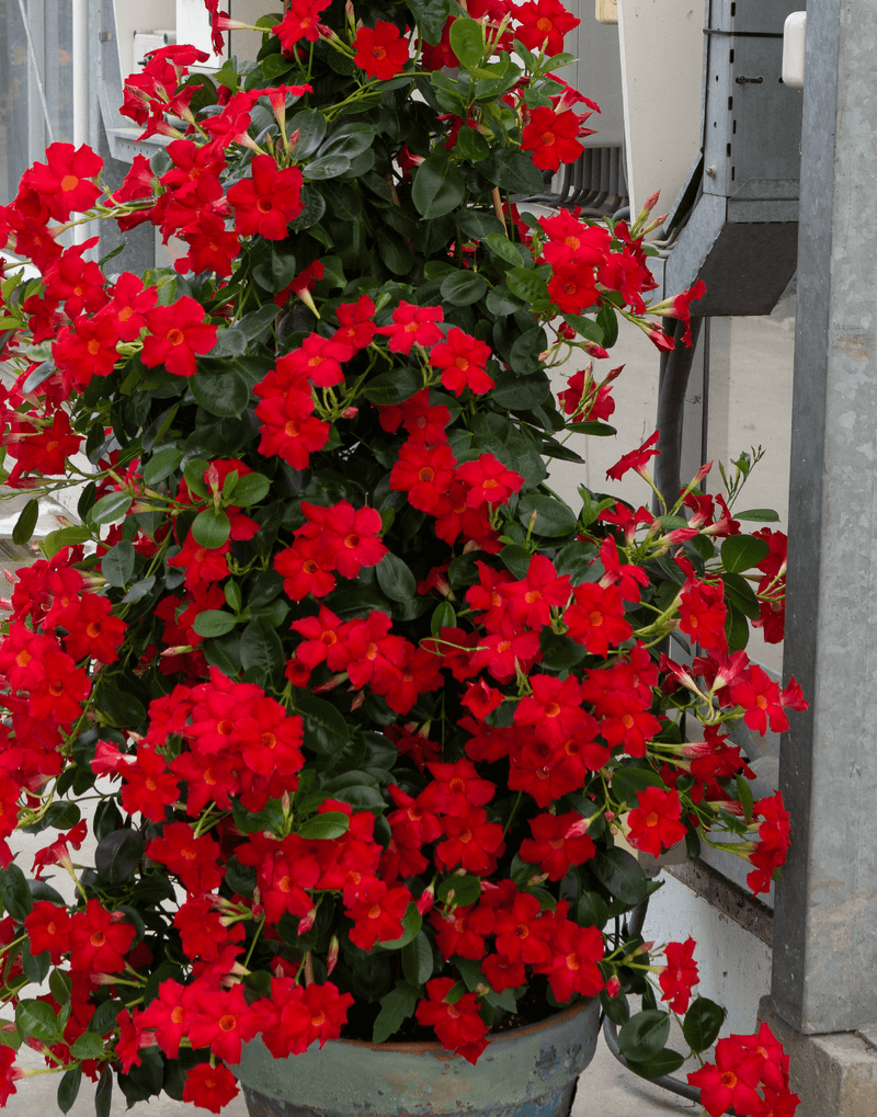 Dipladénia (Mandevilla)