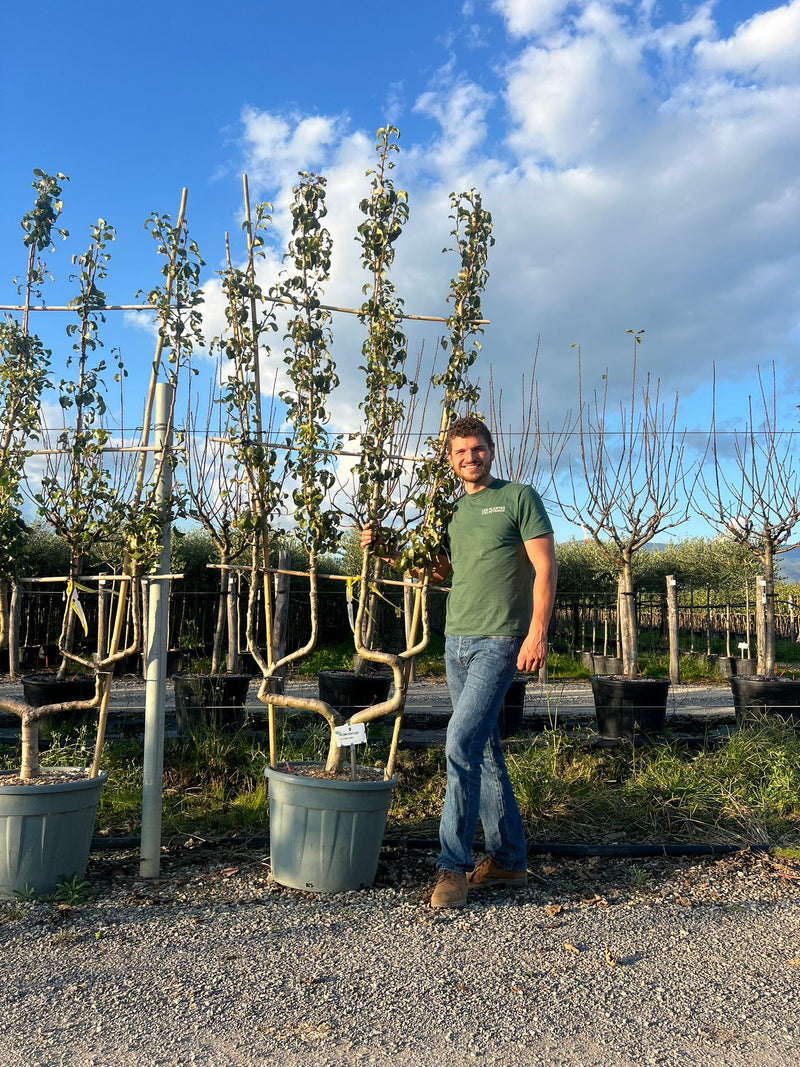 Palissade Poirier Doyenne du Comice