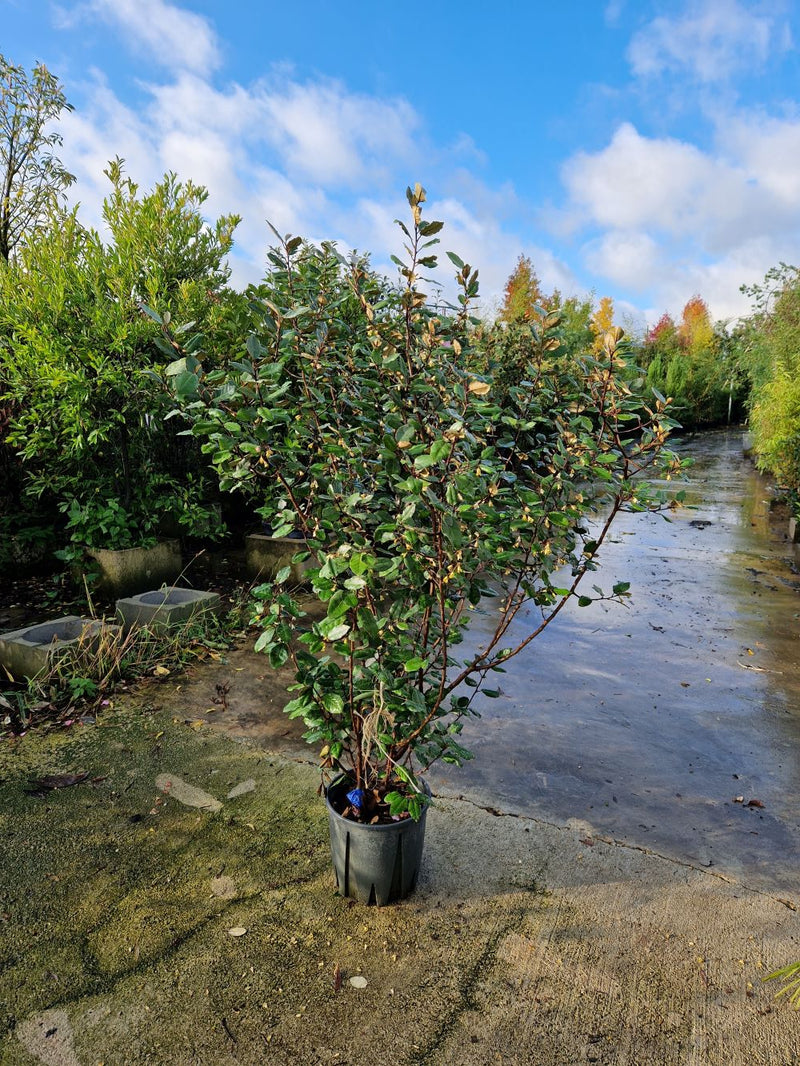 Elaeagnus Ebbingei (vert)