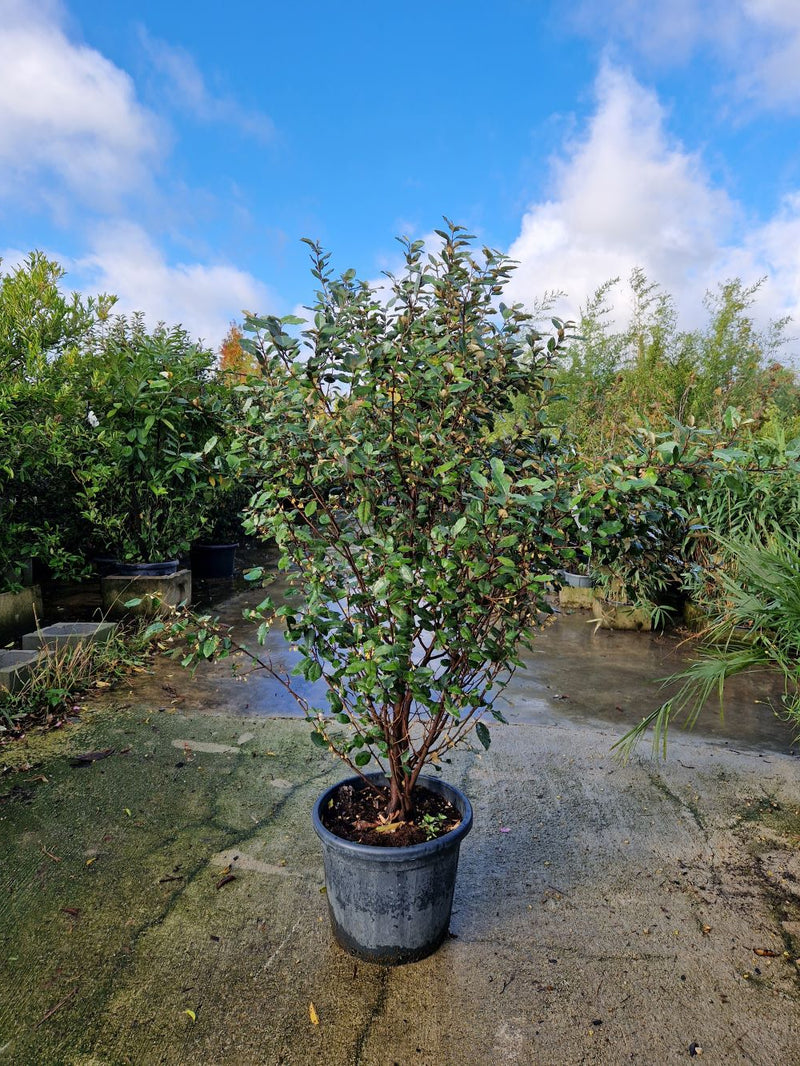 Elaeagnus Ebbingei (vert)