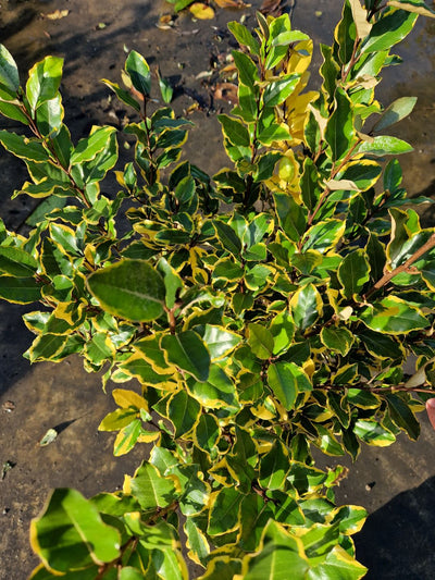 Elaeagnus Ebbingei Viveleg (Panaché Jaune)