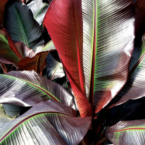 Bananier à feuilles rouges (Musa Ensete Maurelli)