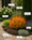 Image to render