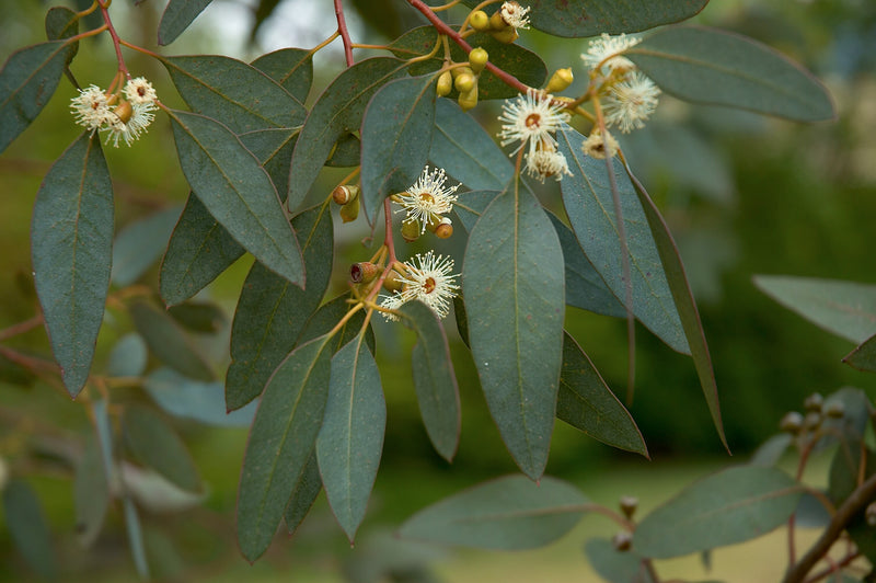 Eucalyptus à feuilles rondes (Eucalyptus Gunnii)