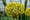 Image to render