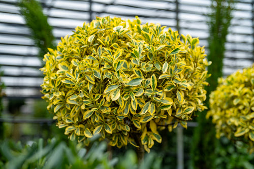 Fusain du Japon 'Bravo' (Euonymus Japonicus)