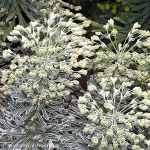 Euphorbe (characias Glacier Blue)