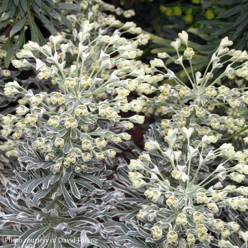 Euphorbe (characias Glacier Blue)