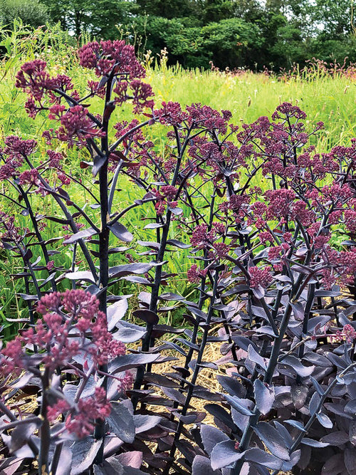 Sedum Pourpre