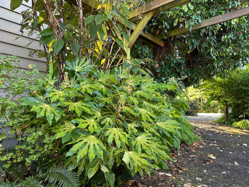 Aralia du Japon (Fatsia Japonica)