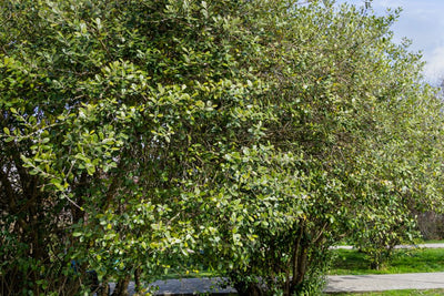 Goyavier du Brésil en tige