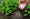 Image to render