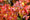 Image to render