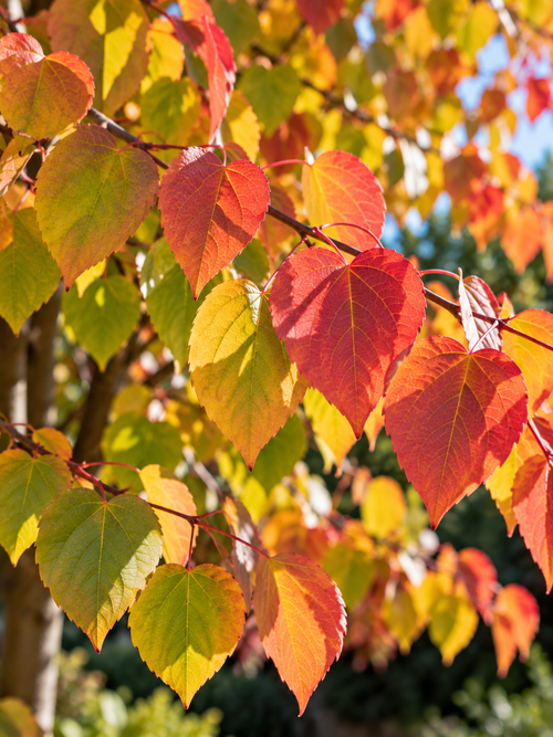 Arbre à caramel (Cercidiphyllum japonicum)