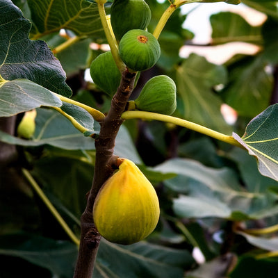 Figuier Goutte d’Or