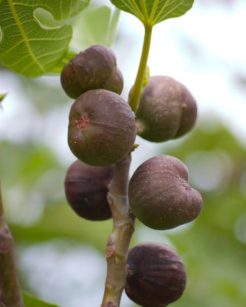 Palissade Figuier 'Noire de Caromb'