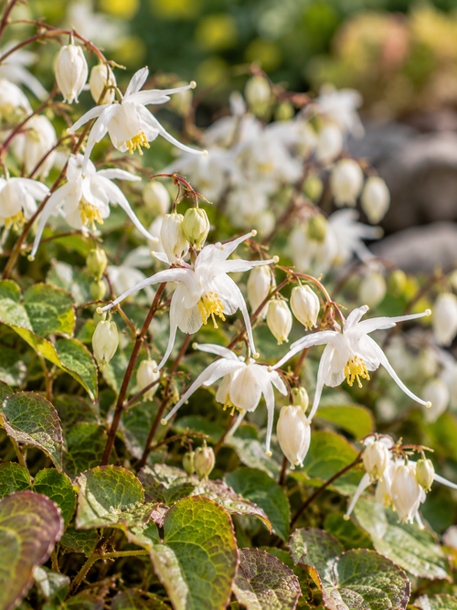 Fleur des elfes (Epimedium)