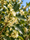 Image to render