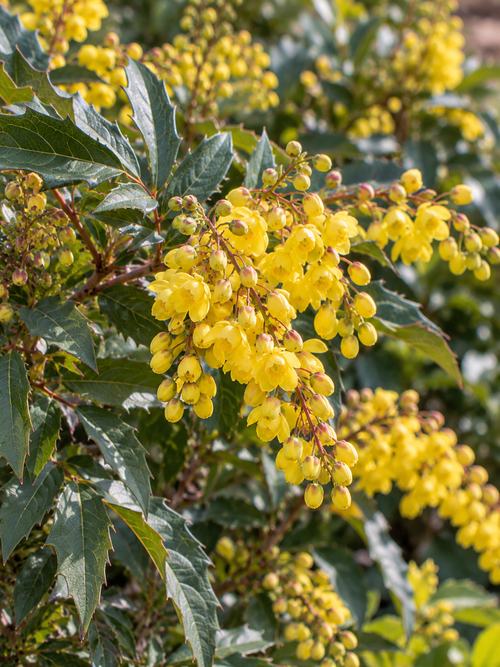 Mahonia hybride (Mahonia eurybracteata Soft Caress)