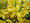 Image to render