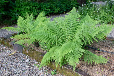 Fougère arborescente (Cyathea)