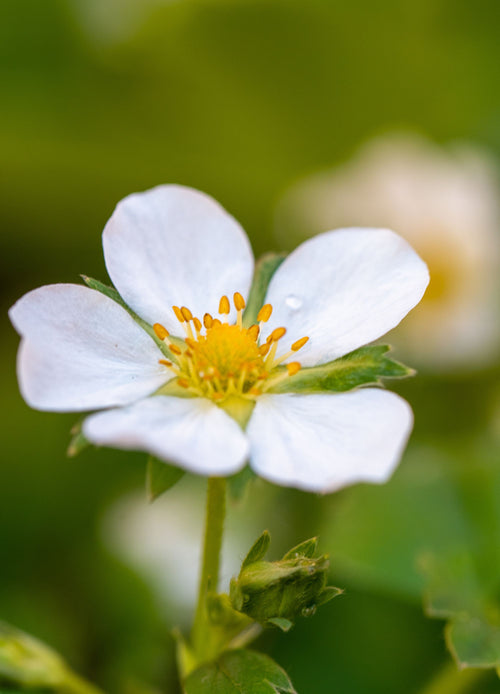 Fraisier Mara des Bois