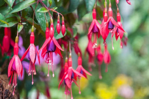 Fuchsia rustique (Fuchsia x Hybrida Mrs Popple)