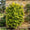 Image to render
