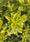 Image to render