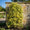 Image to render