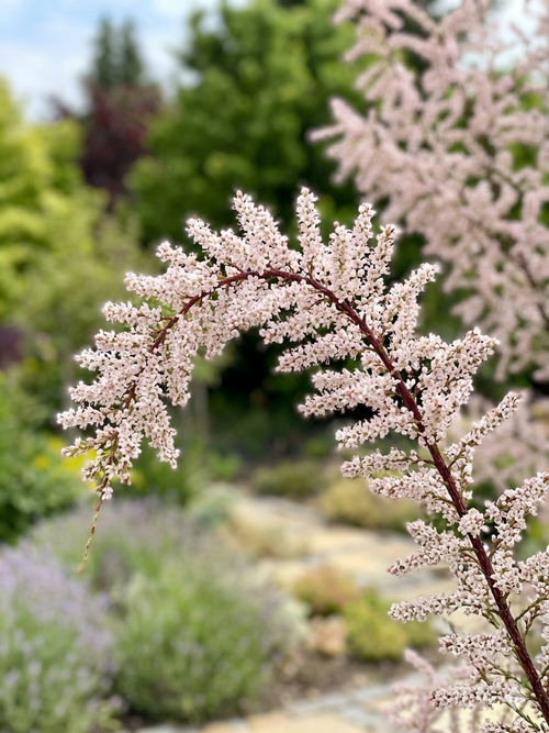 Tamaris en touffe (Tamarix)