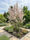 Image to render
