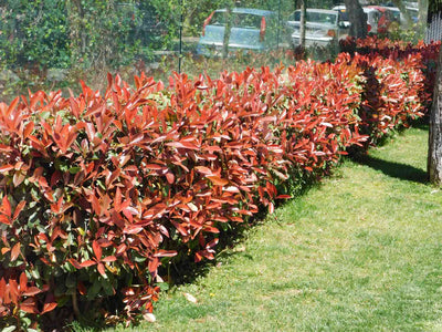 Photinia Fraseri 'Carré Rouge' en cône