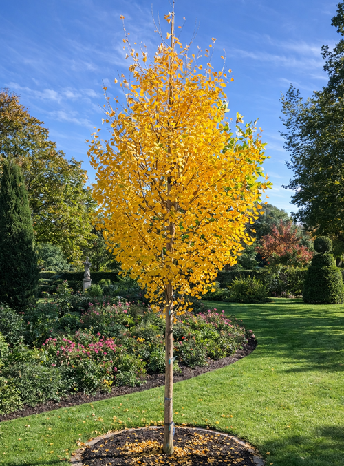 Ginkgo Biloba Fastigé Blagon en tige
