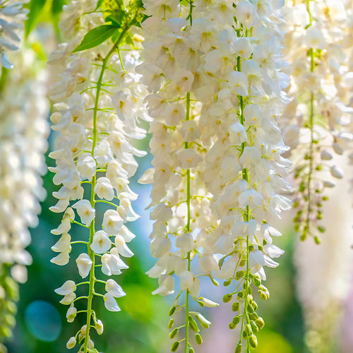 Glycine greffée sur tige