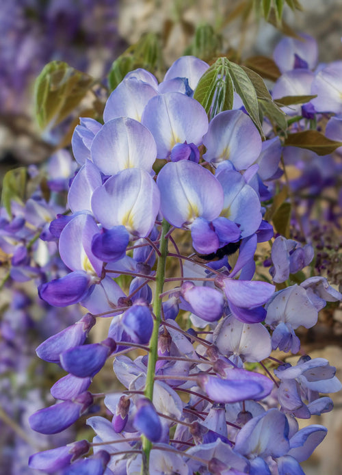 Glycine Centenaire