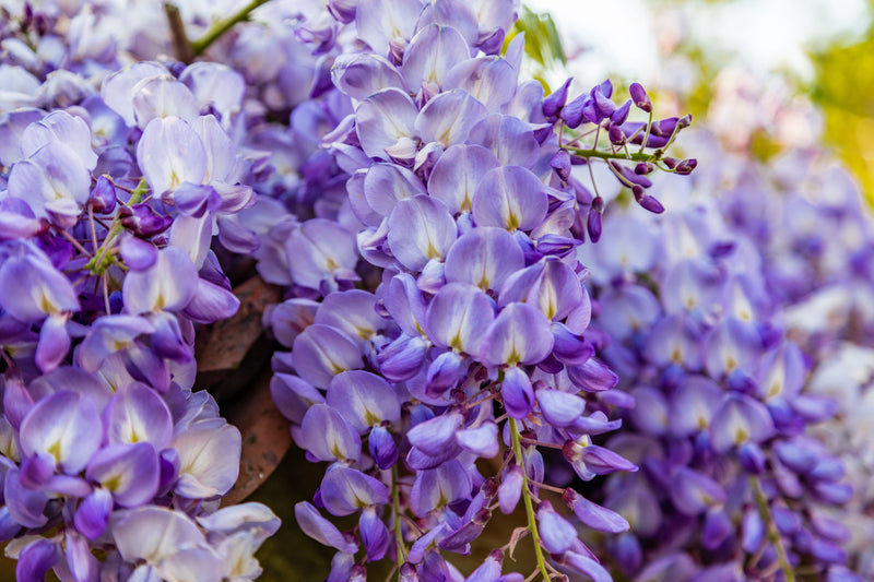 Glycine Centenaire