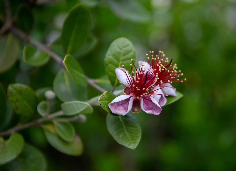 Goyavier du Brésil (Feijoa Sellowiana)