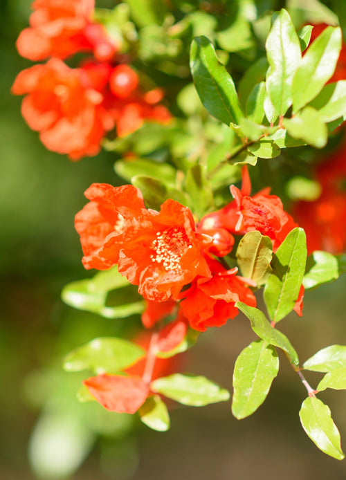 Grenadier (Punica Granatum)