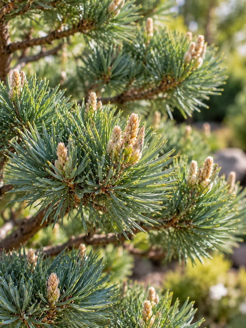 Pin blanc japonais en bonsaï (Pinus parviflora Negishi)