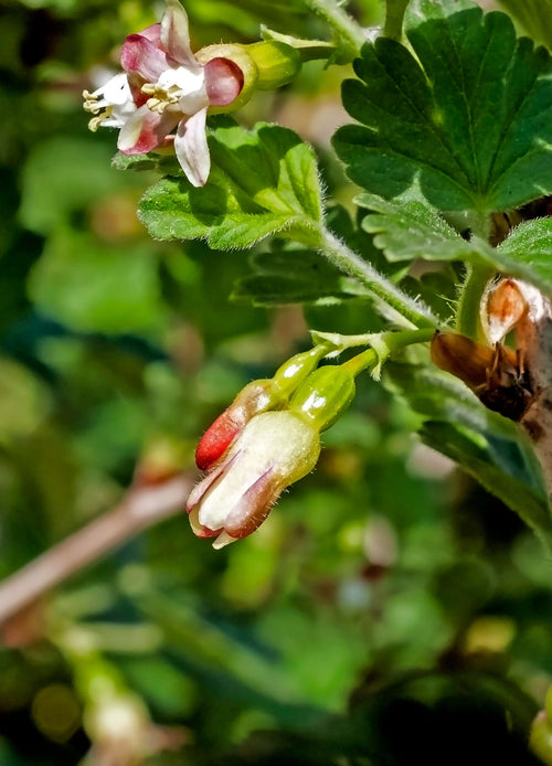 Groseillier Marquereaux